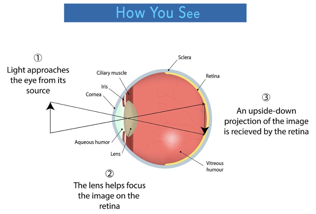 Diagram showing how your eye sees correctly without a refractive error. 