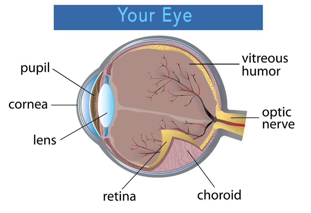 Illustration of the parts of the human eye 